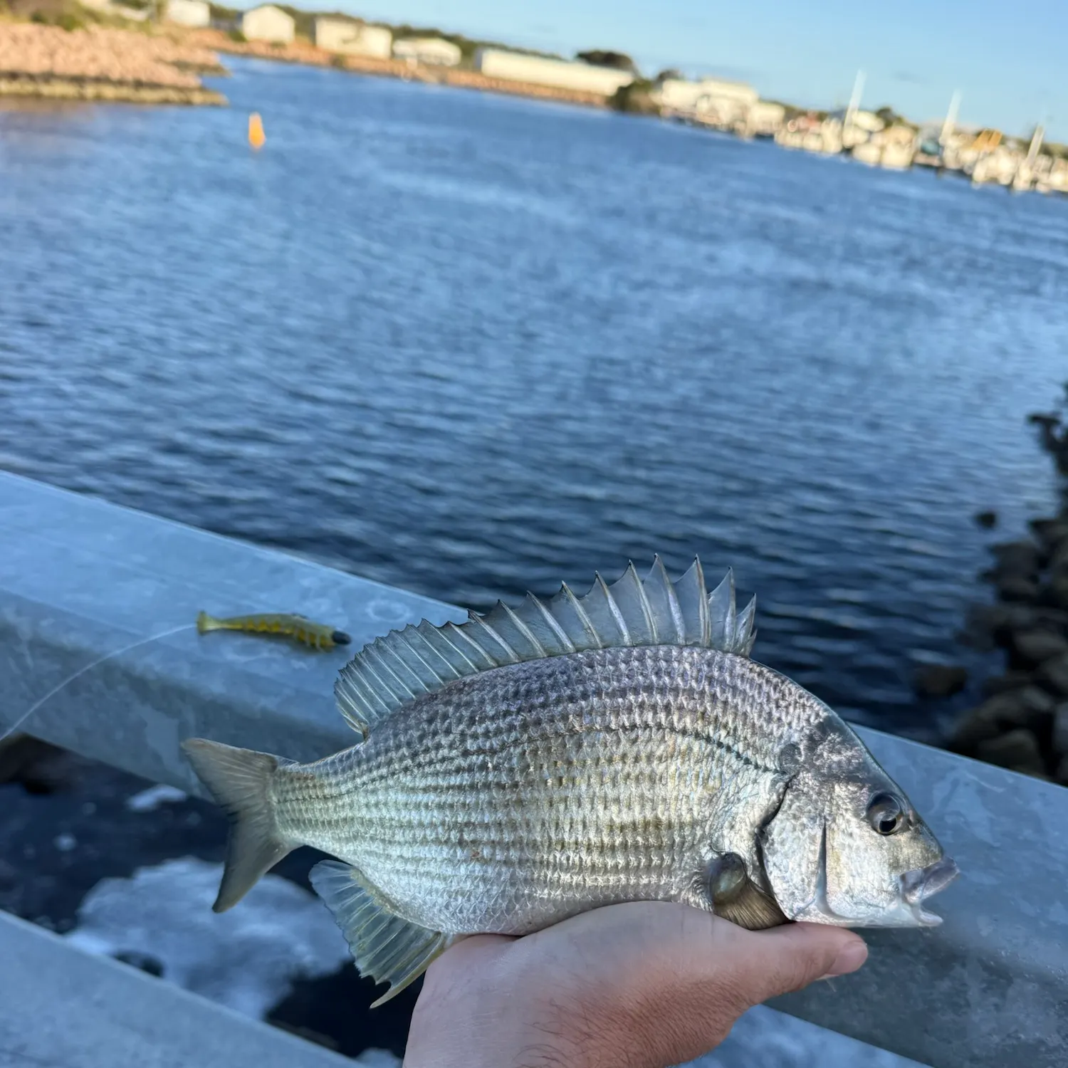 Southern black bream caught on Fishbrain