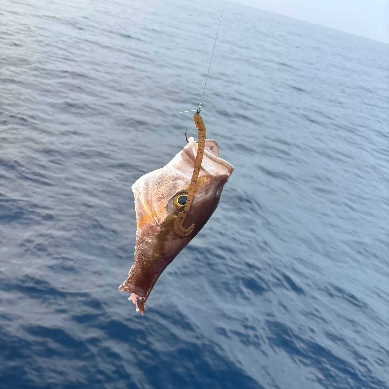 The most recent Greater amberjack catches on Fishbrain