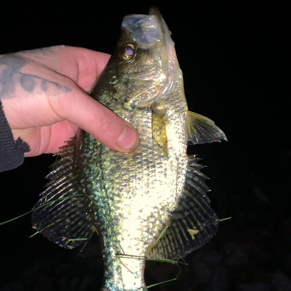 Black crappie caught on Fishbrain