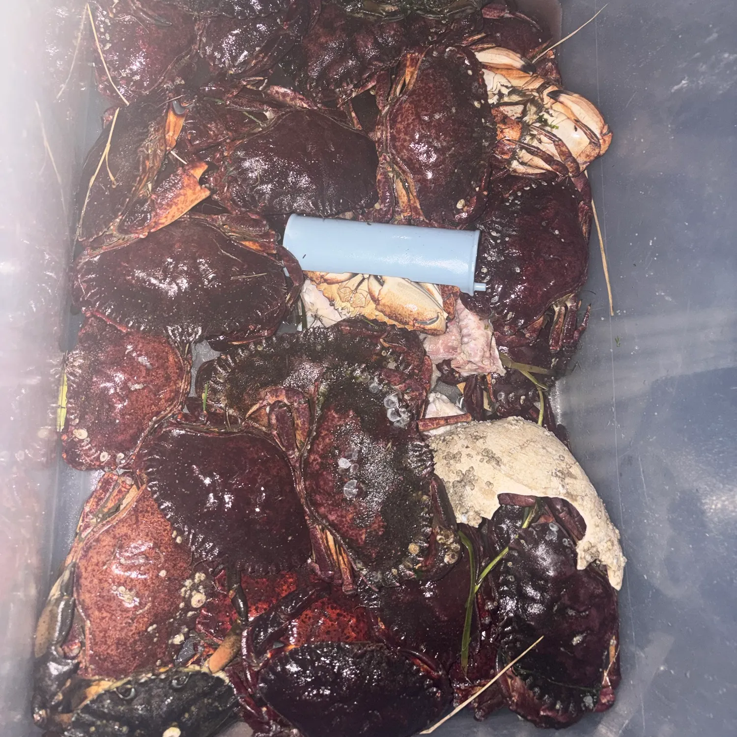 Red rock crab caught on Fishbrain