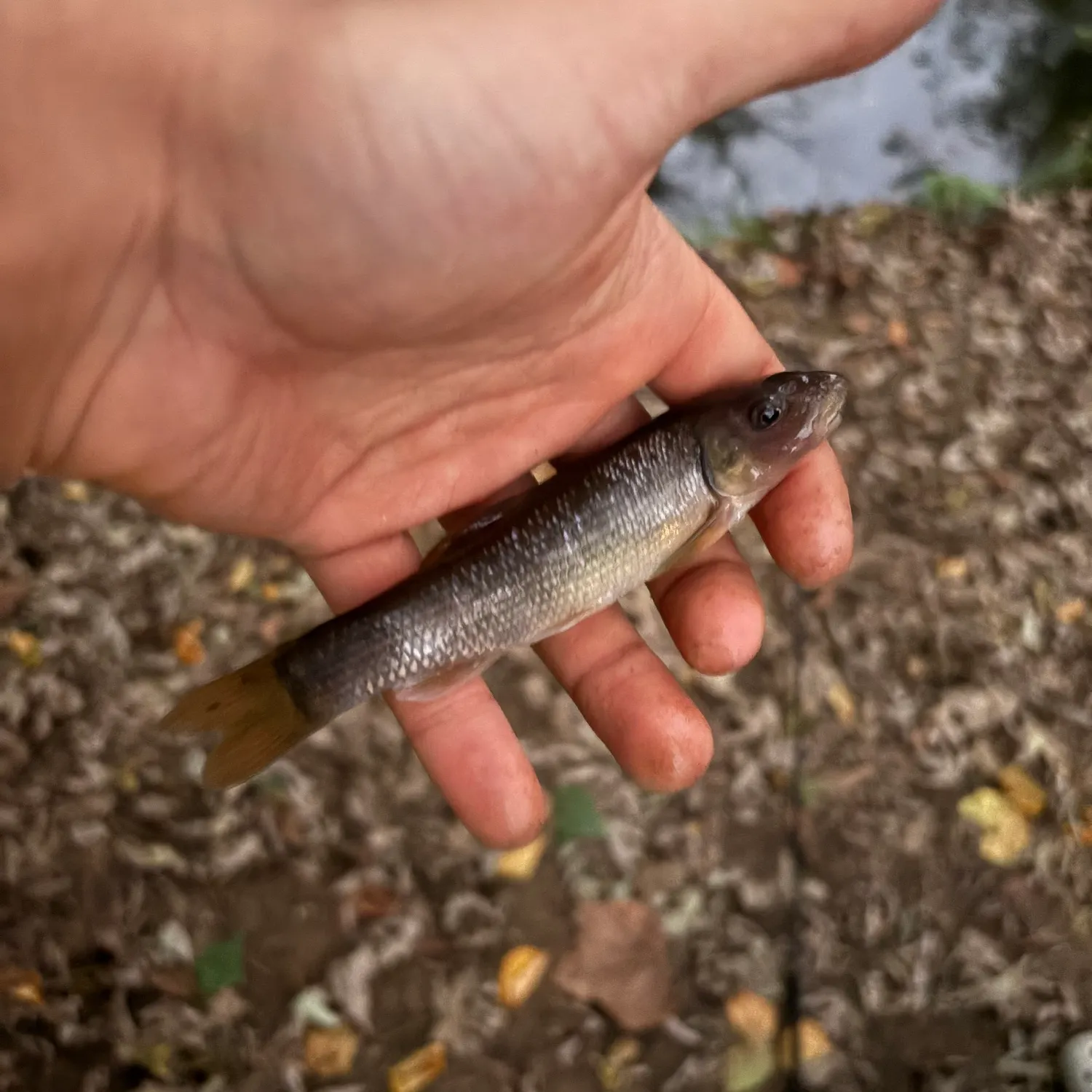 Creek chub caught on Fishbrain