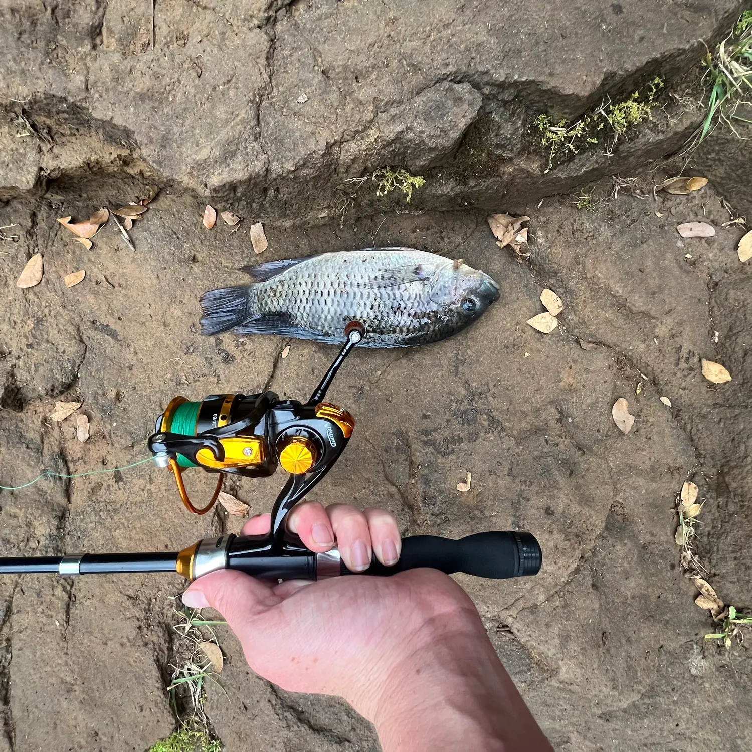 Redbreast tilapia caught on Fishbrain