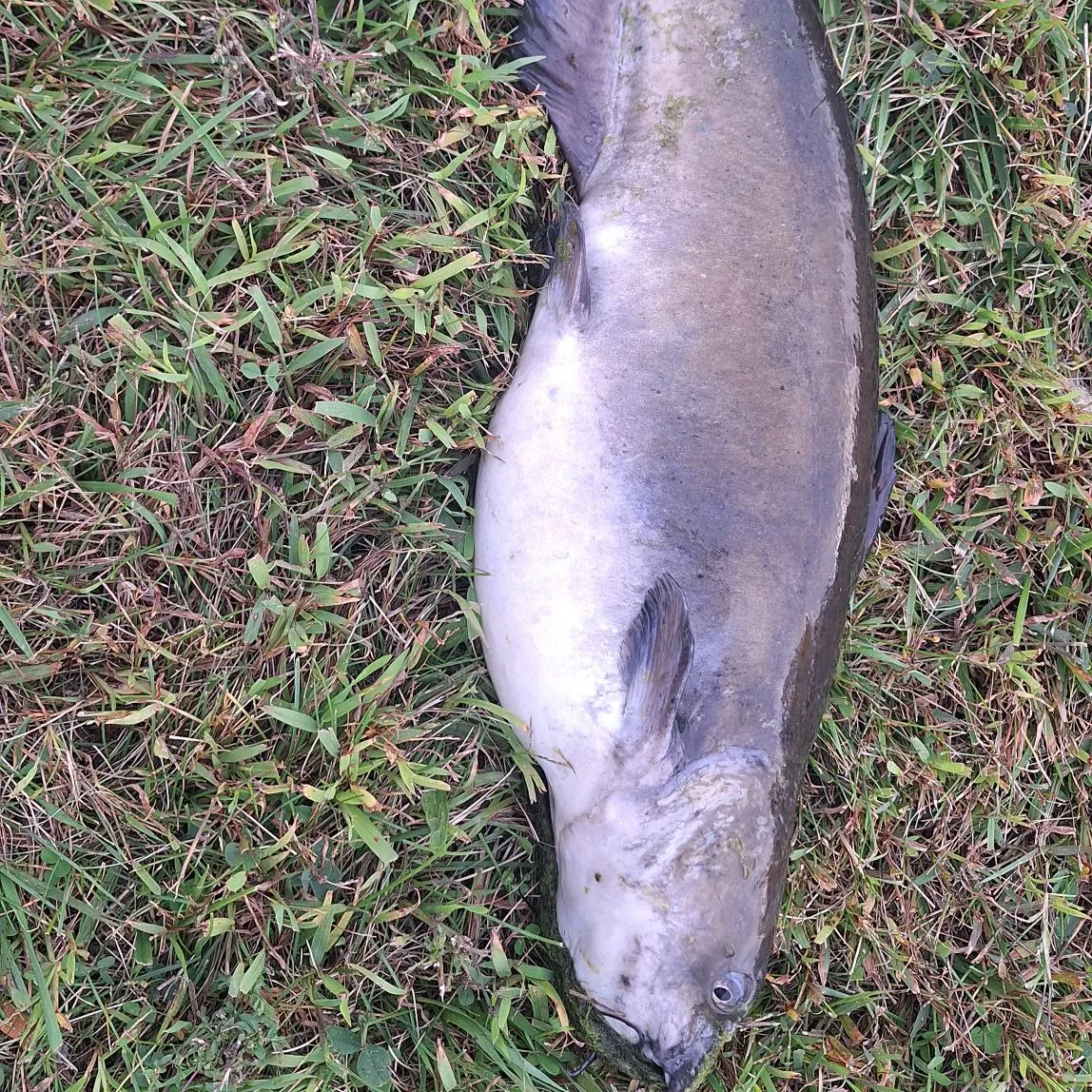 Channel catfish caught on Fishbrain