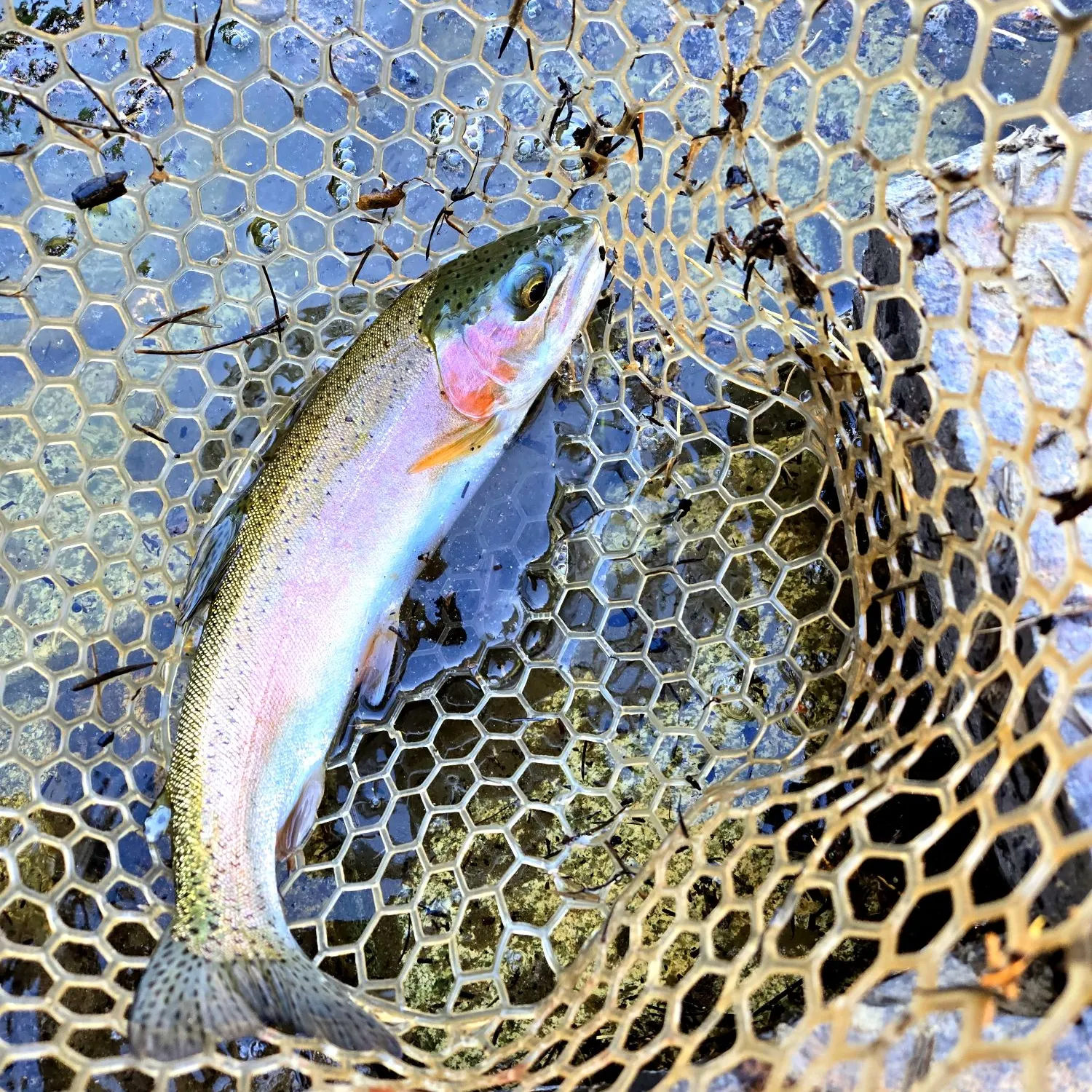 Rainbow trout caught on Fishbrain