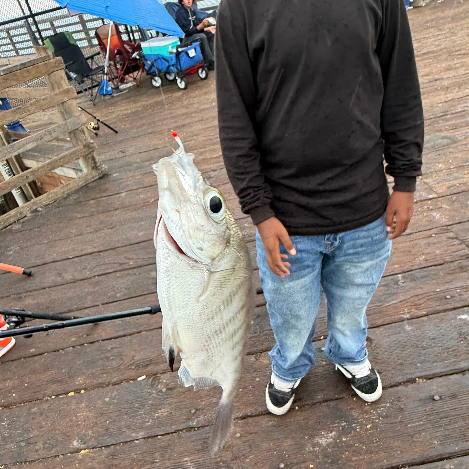 Walleye surfperch caught on Fishbrain