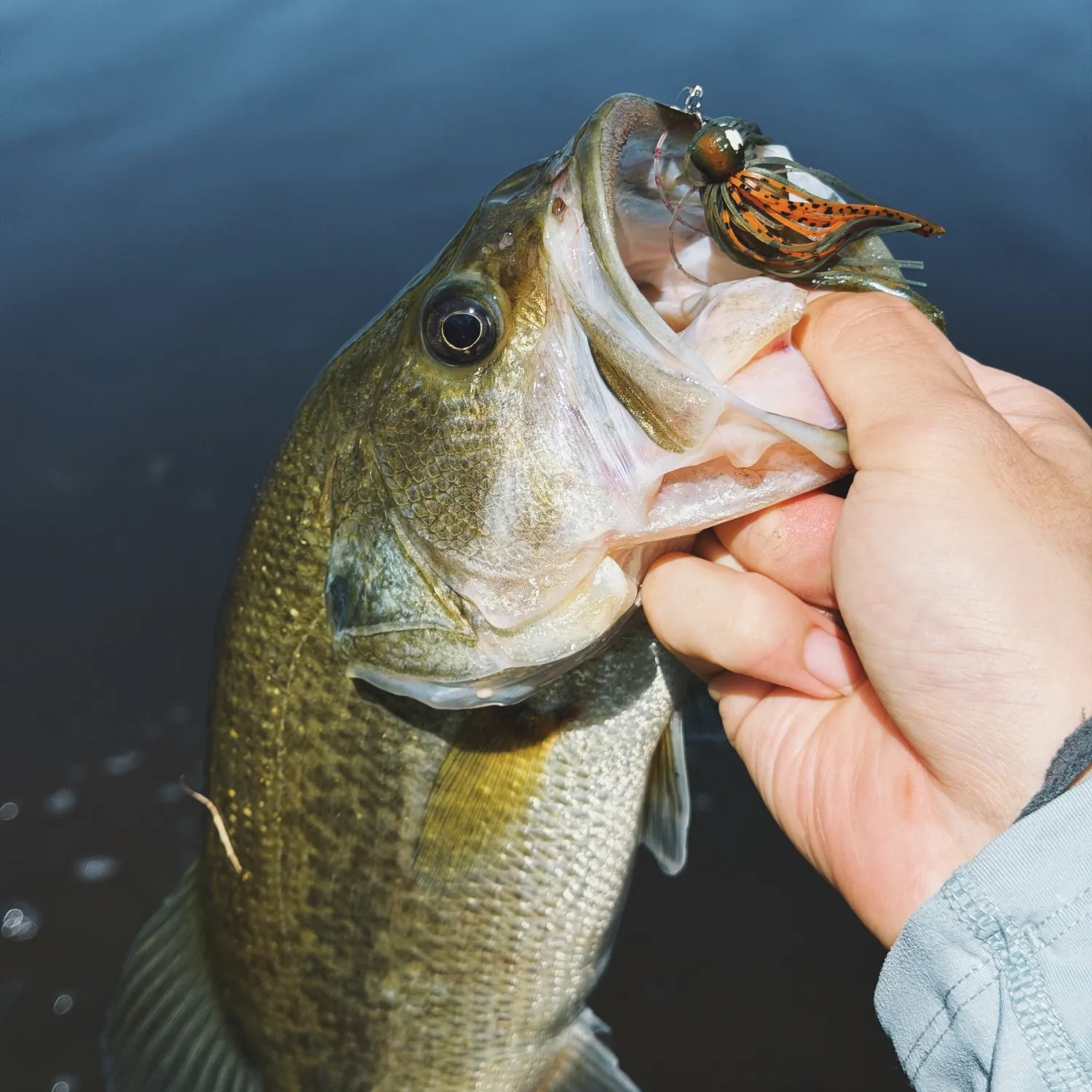 Largemouth bass caught on Fishbrain