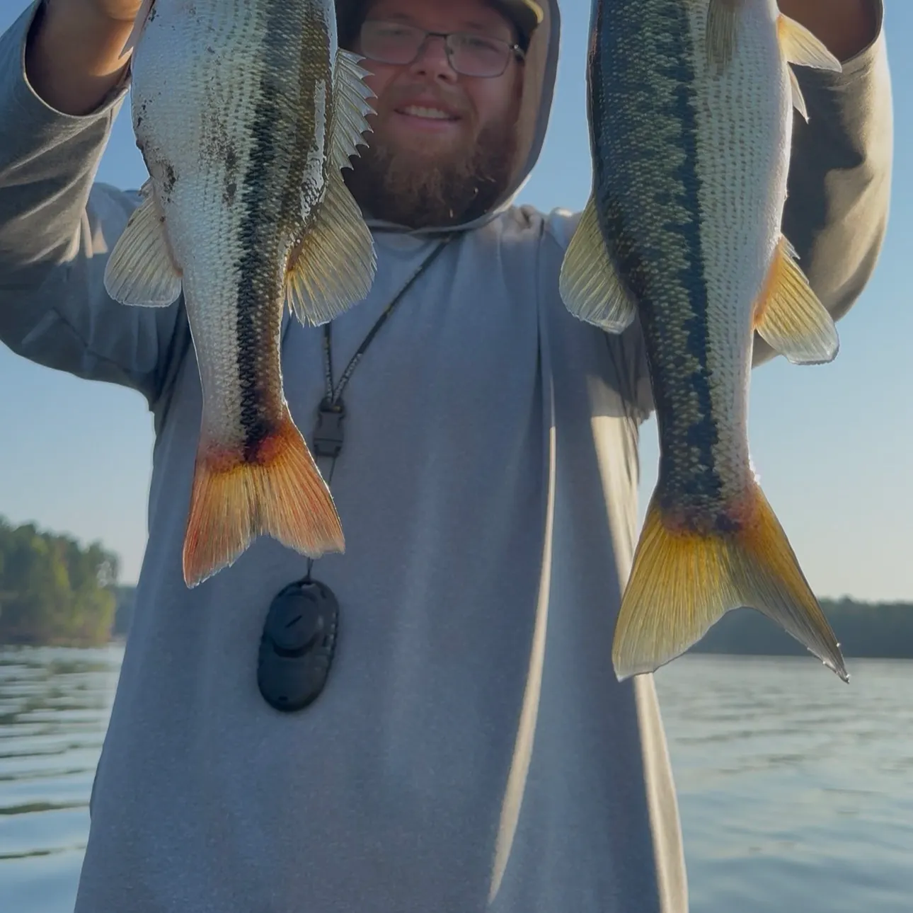 Spotted bass caught on Fishbrain