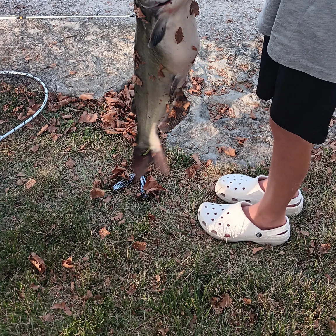 Channel catfish caught on Fishbrain