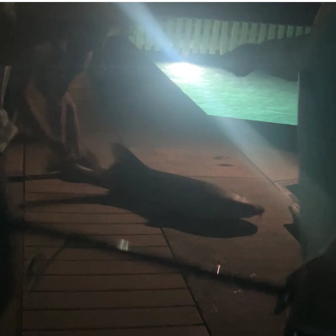 The most recent Nurse shark catches on Fishbrain