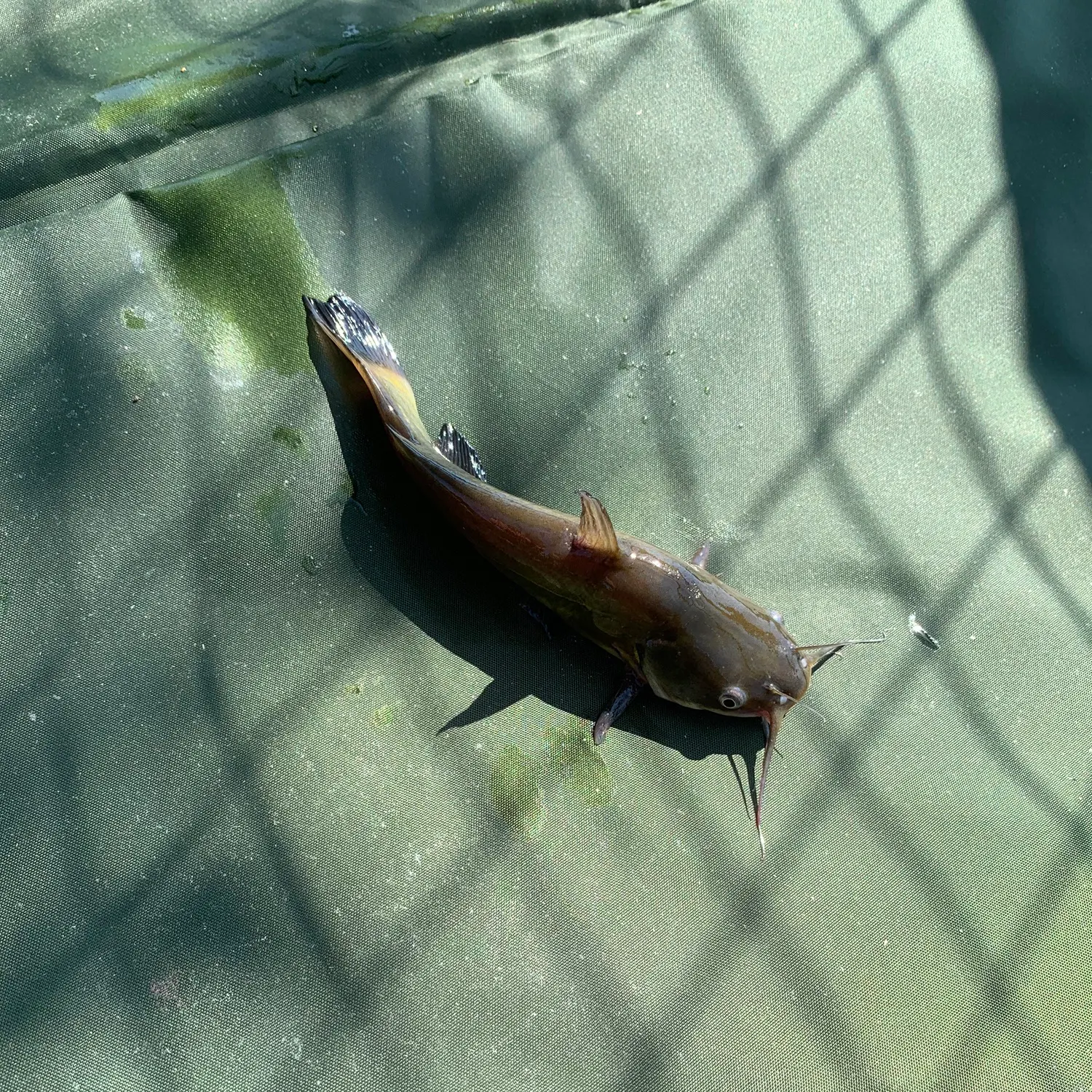 The most recent Wels catfish catches on Fishbrain