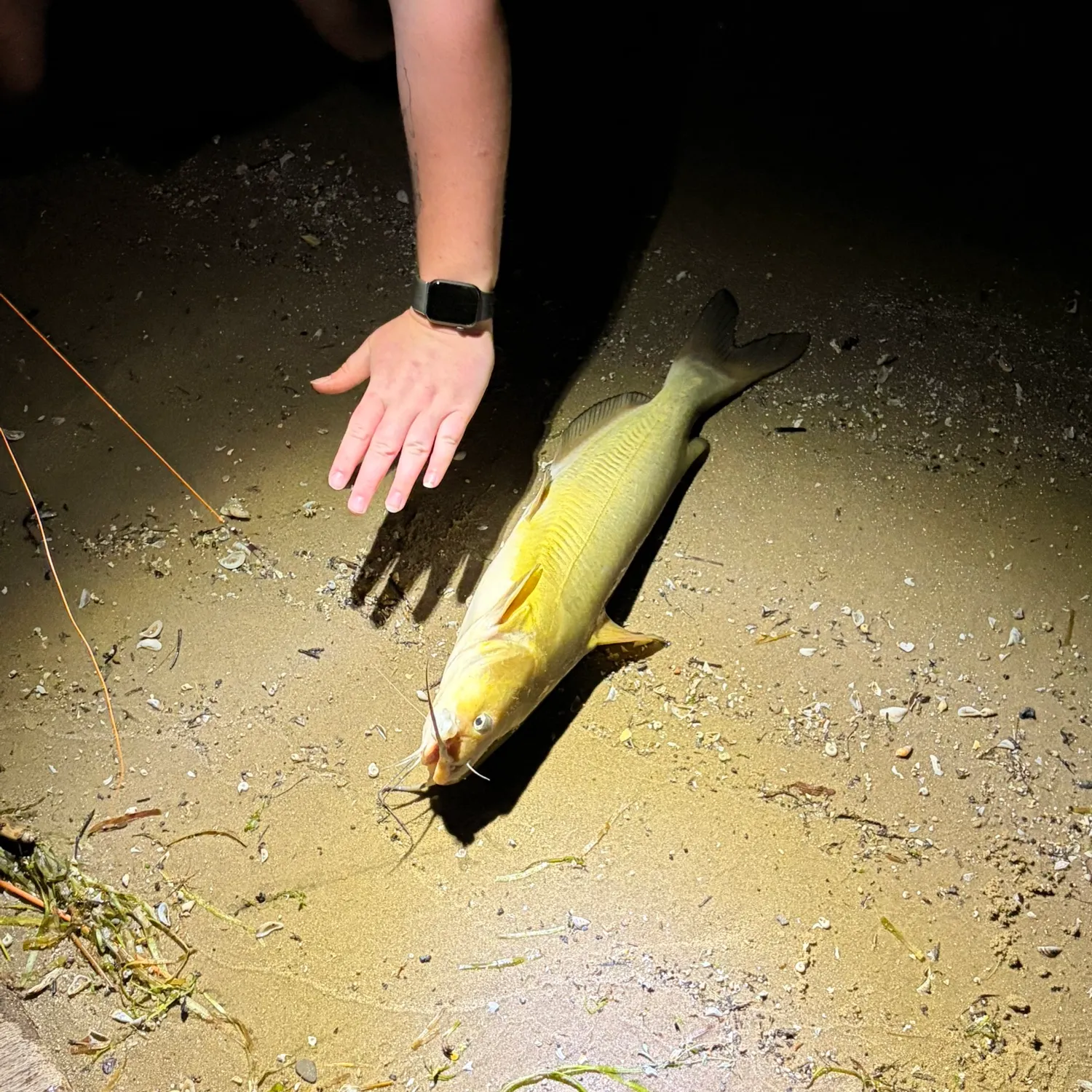 catch