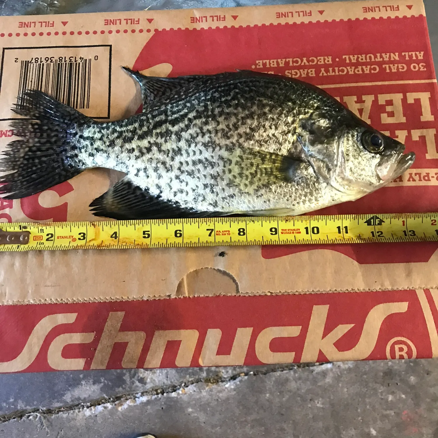 recently logged catches