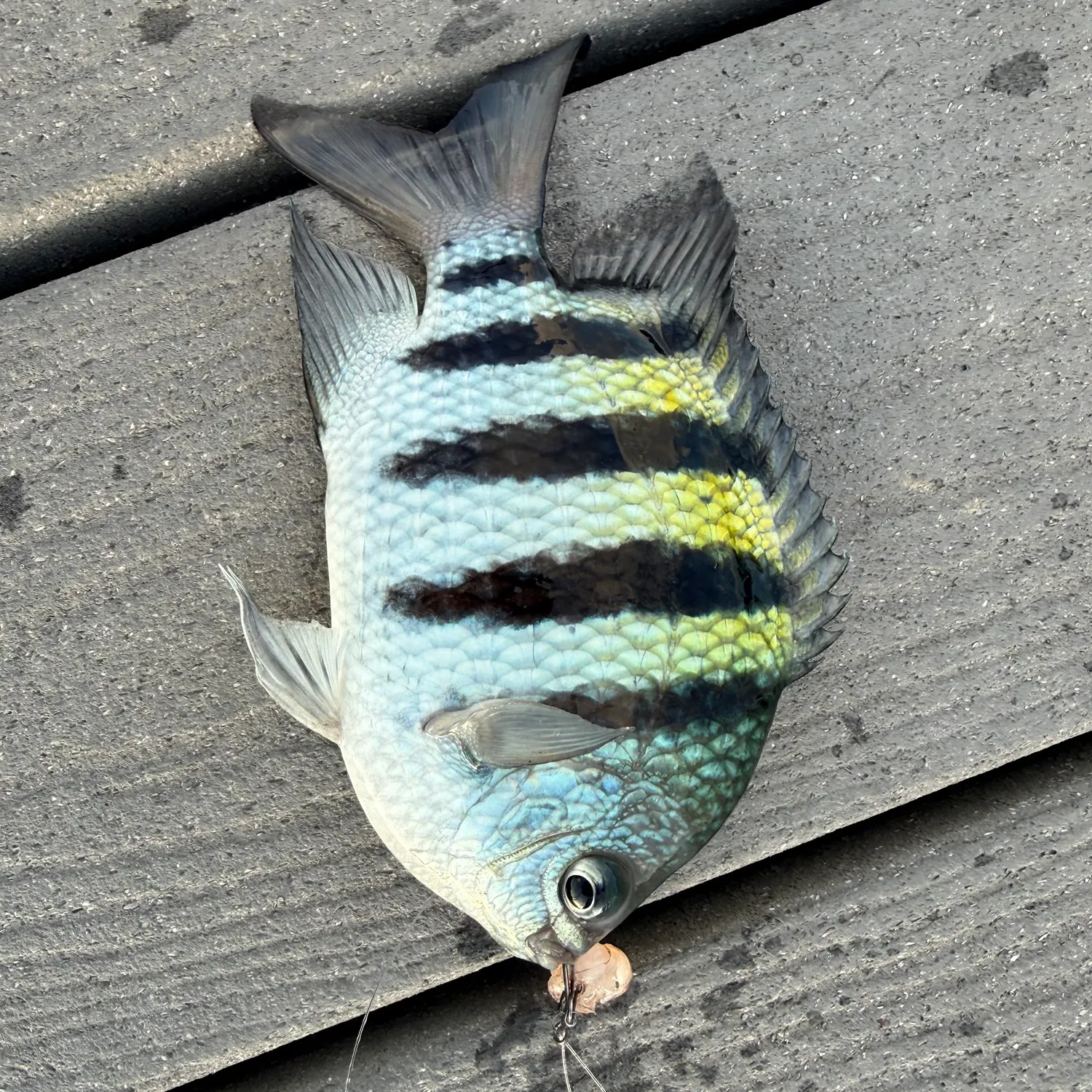 The most recent Sergeant-major catches on Fishbrain