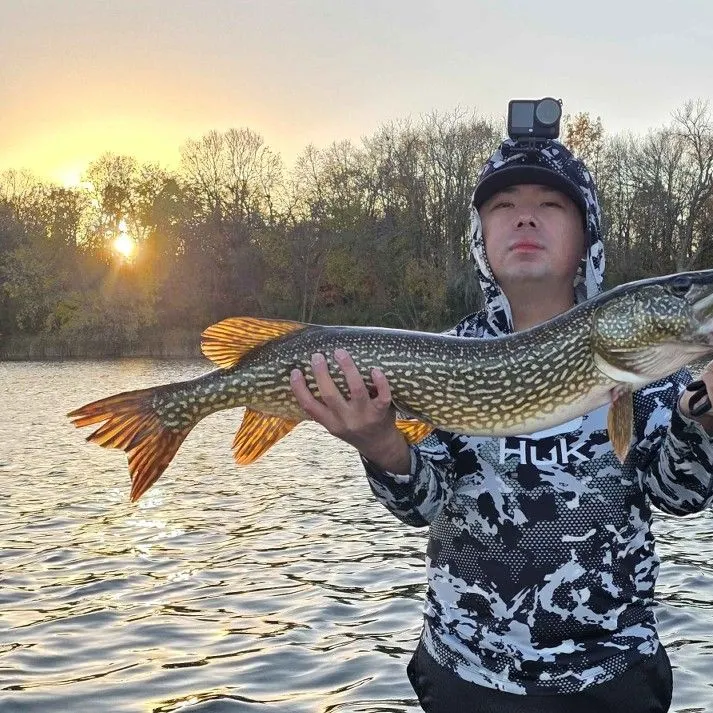 Northern pike caught on Fishbrain