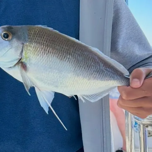 The most recent Jackass morwong catches on Fishbrain