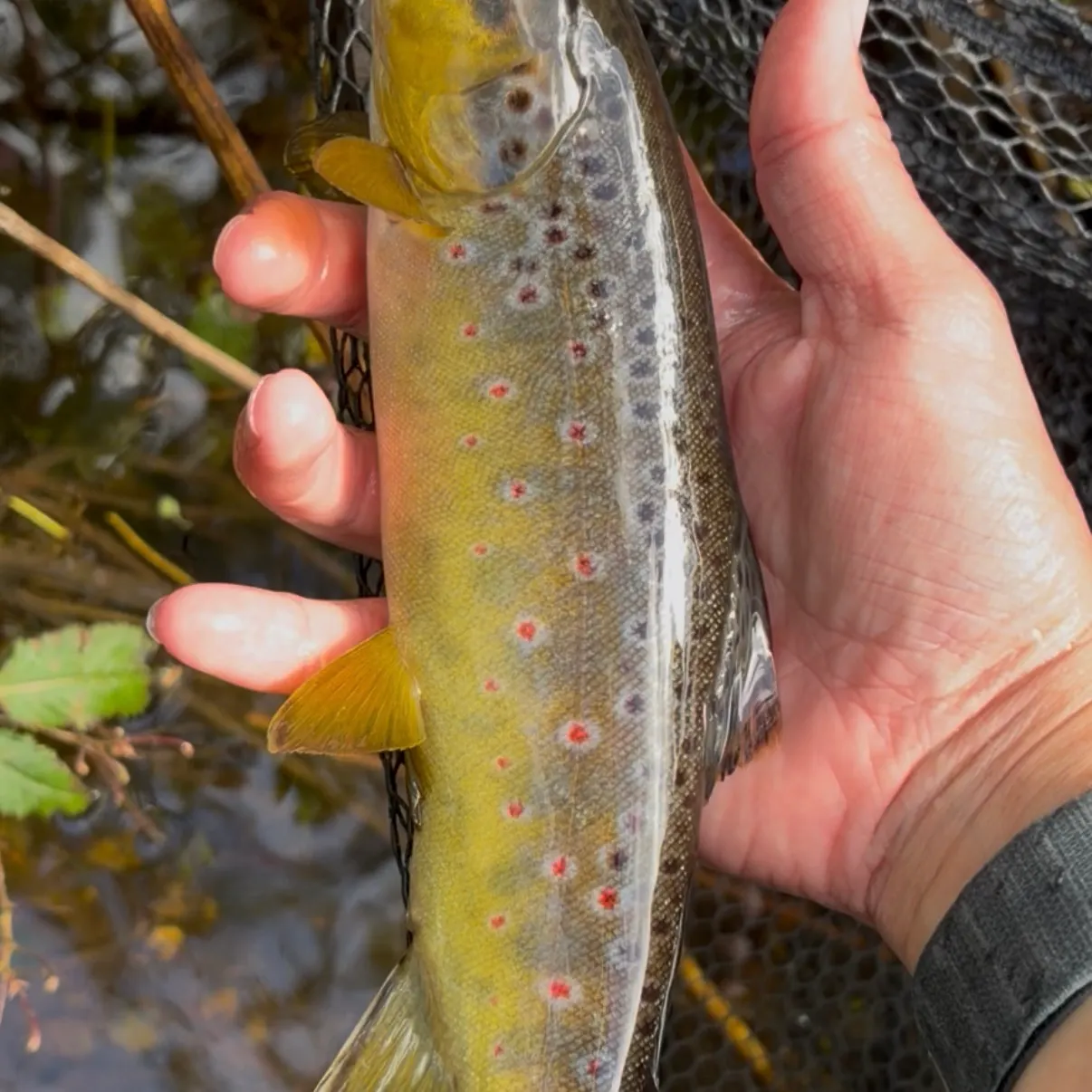 Brown trout caught on Fishbrain