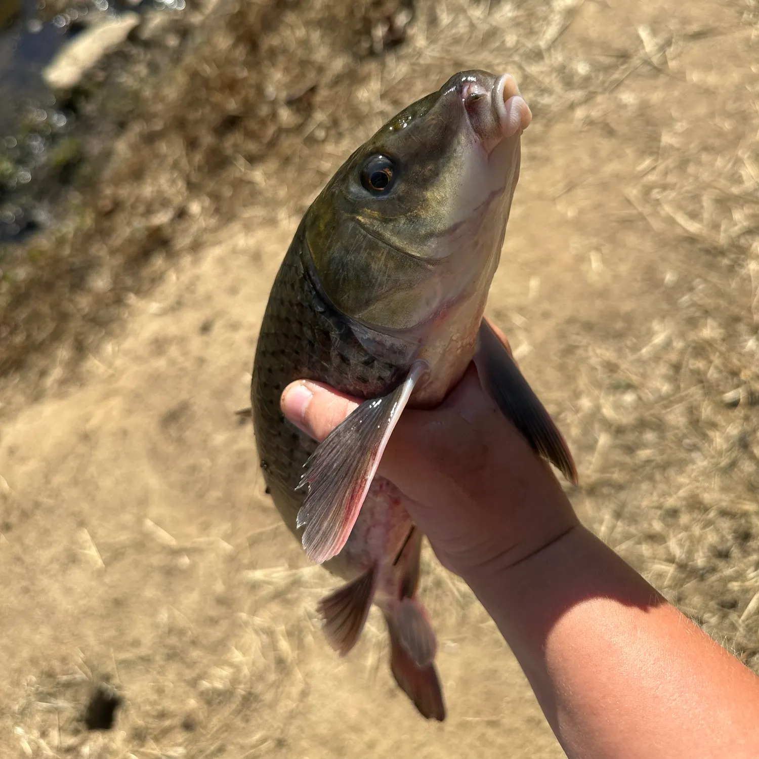 The most recent River redhorse catches on Fishbrain