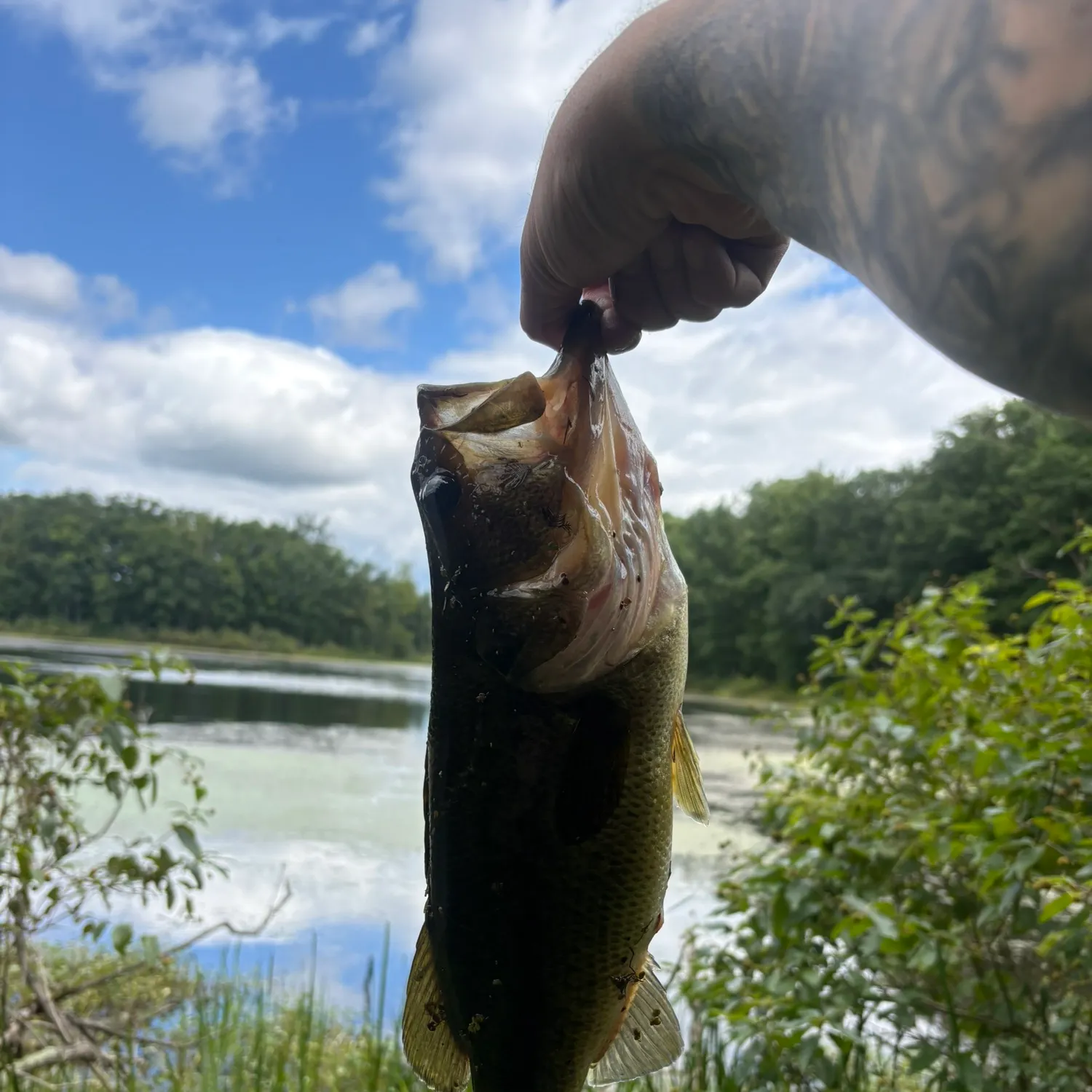 Largemouth bass caught on Fishbrain