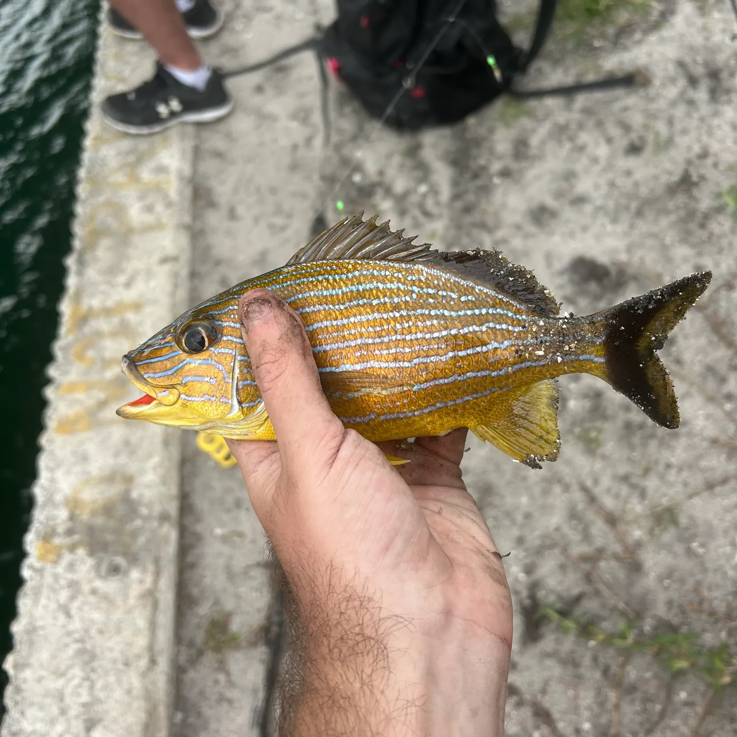 The most recent Bluestriped grunt catches on Fishbrain