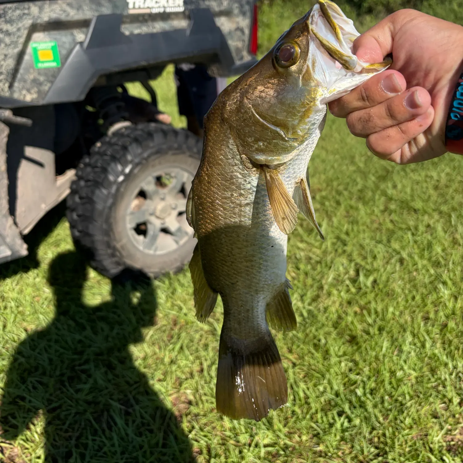 Barramundi caught on Fishbrain