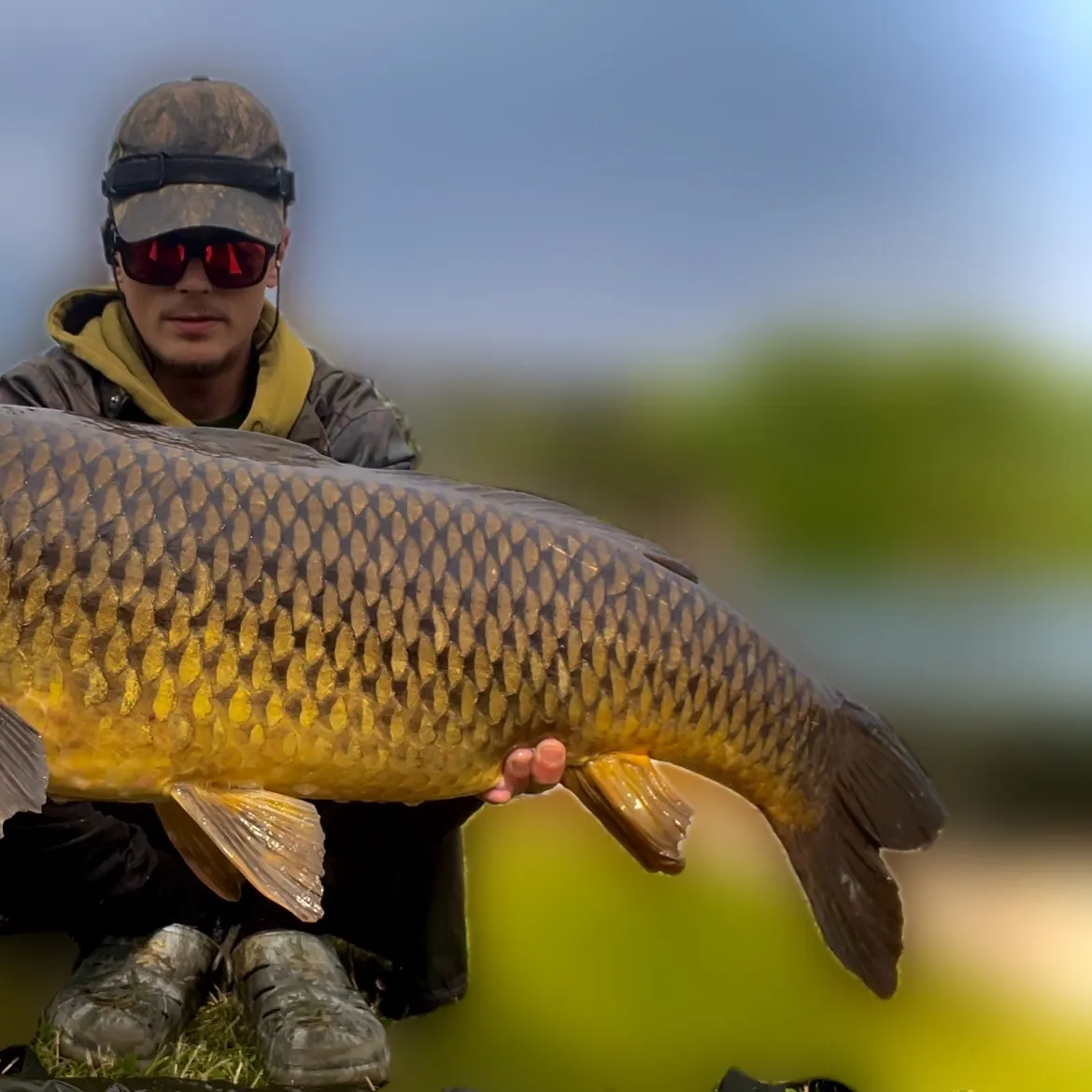 Common carp caught on Fishbrain