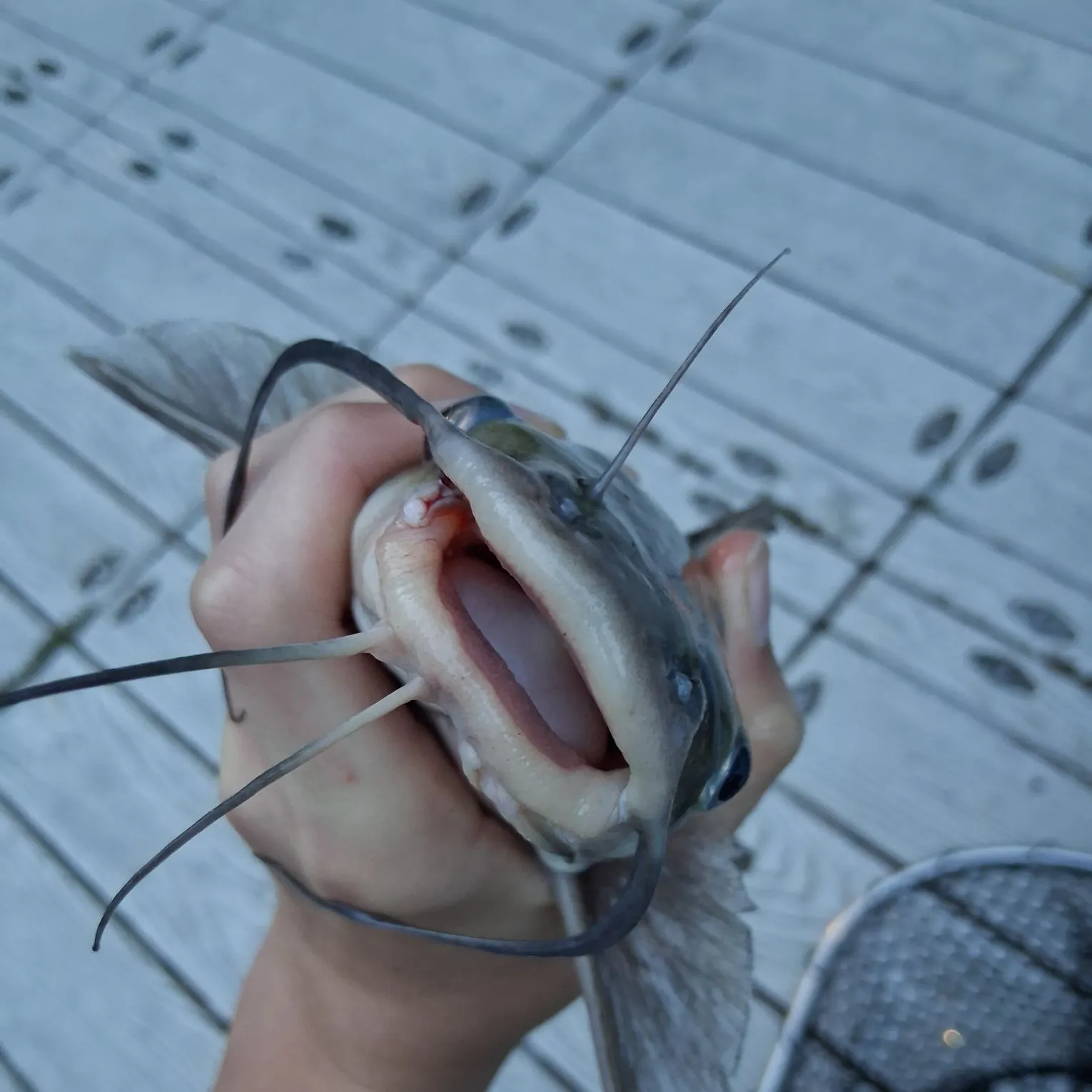 catch