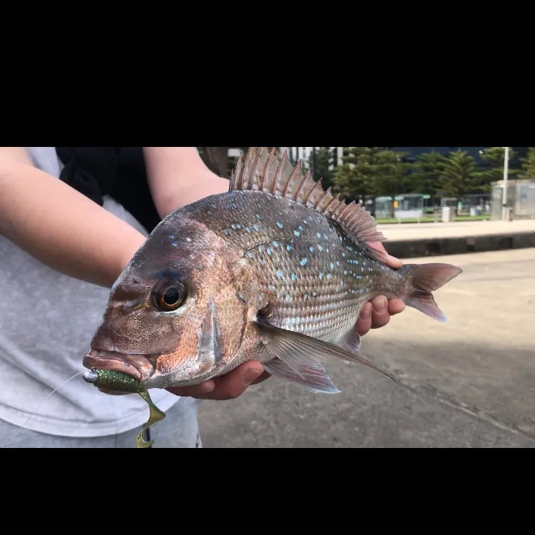 The most recent Australasian snapper catches on Fishbrain