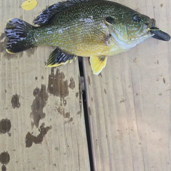 Green sunfish caught on Fishbrain