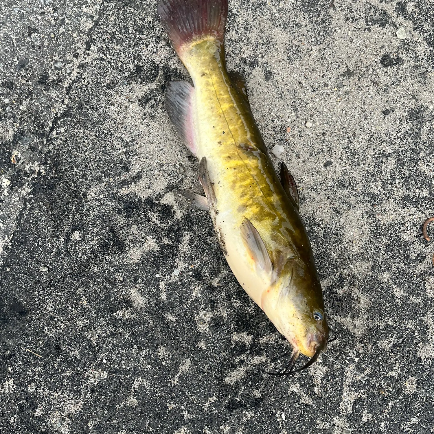 Channel catfish caught on Fishbrain
