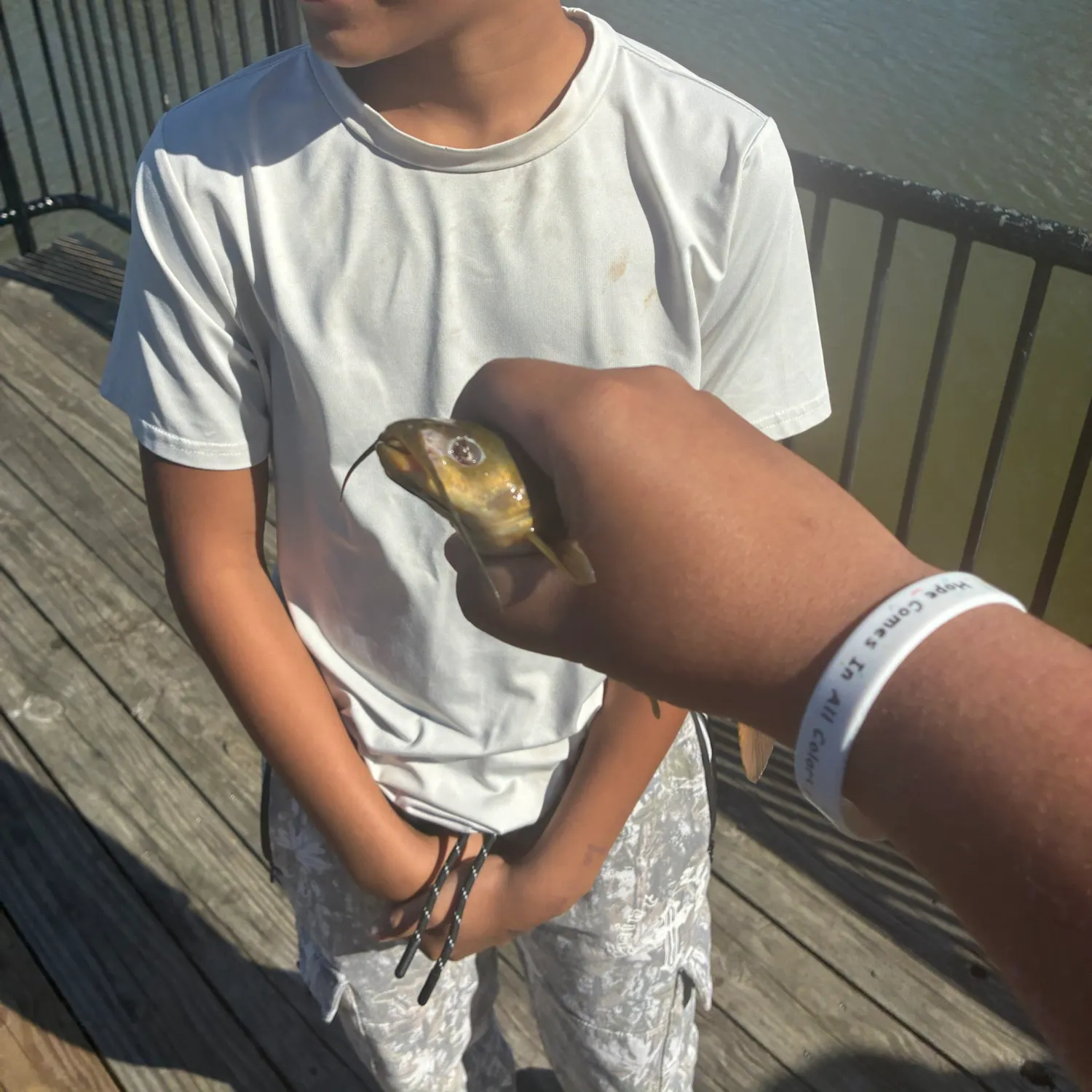 Yellow bullhead caught on Fishbrain
