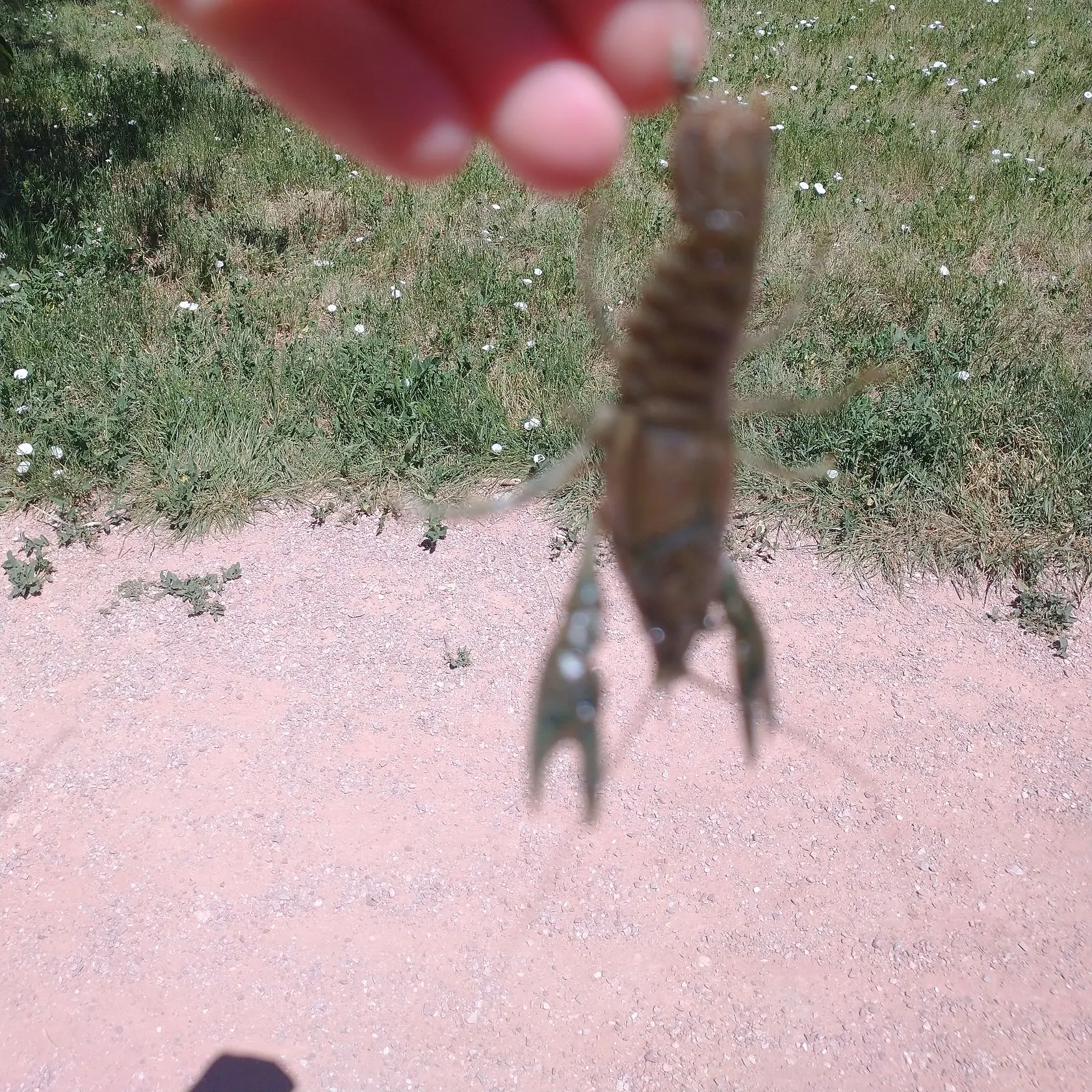 The most recent Virile crayfish catches on Fishbrain