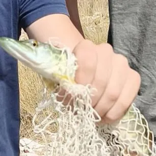 Northern pike caught on Fishbrain