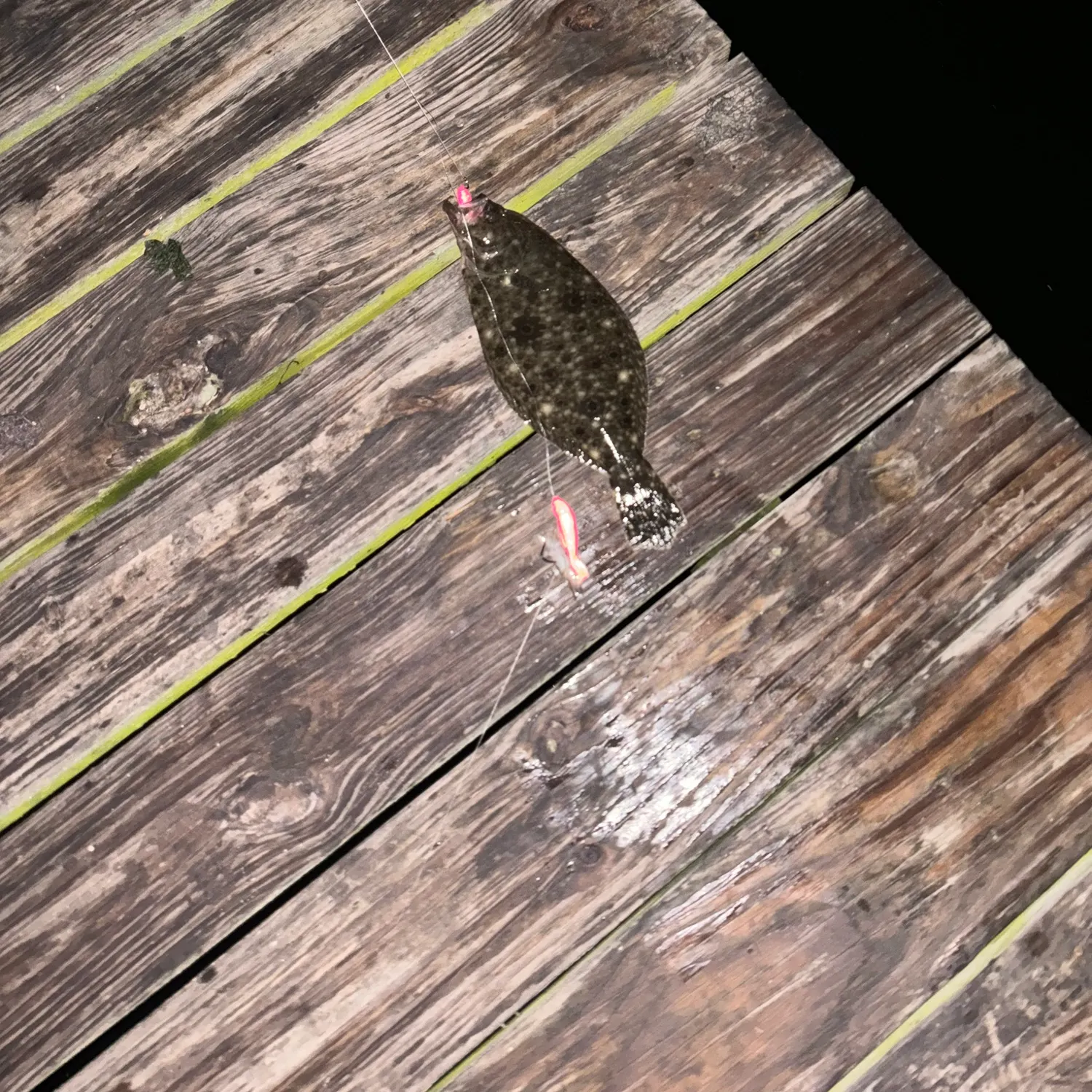 Summer flounder caught on Fishbrain