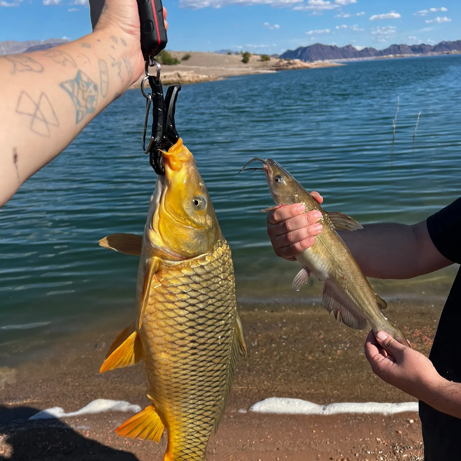 recently logged catches
