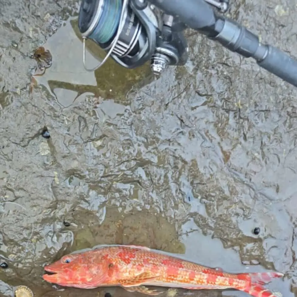 The most recent Sergeant Baker catches on Fishbrain