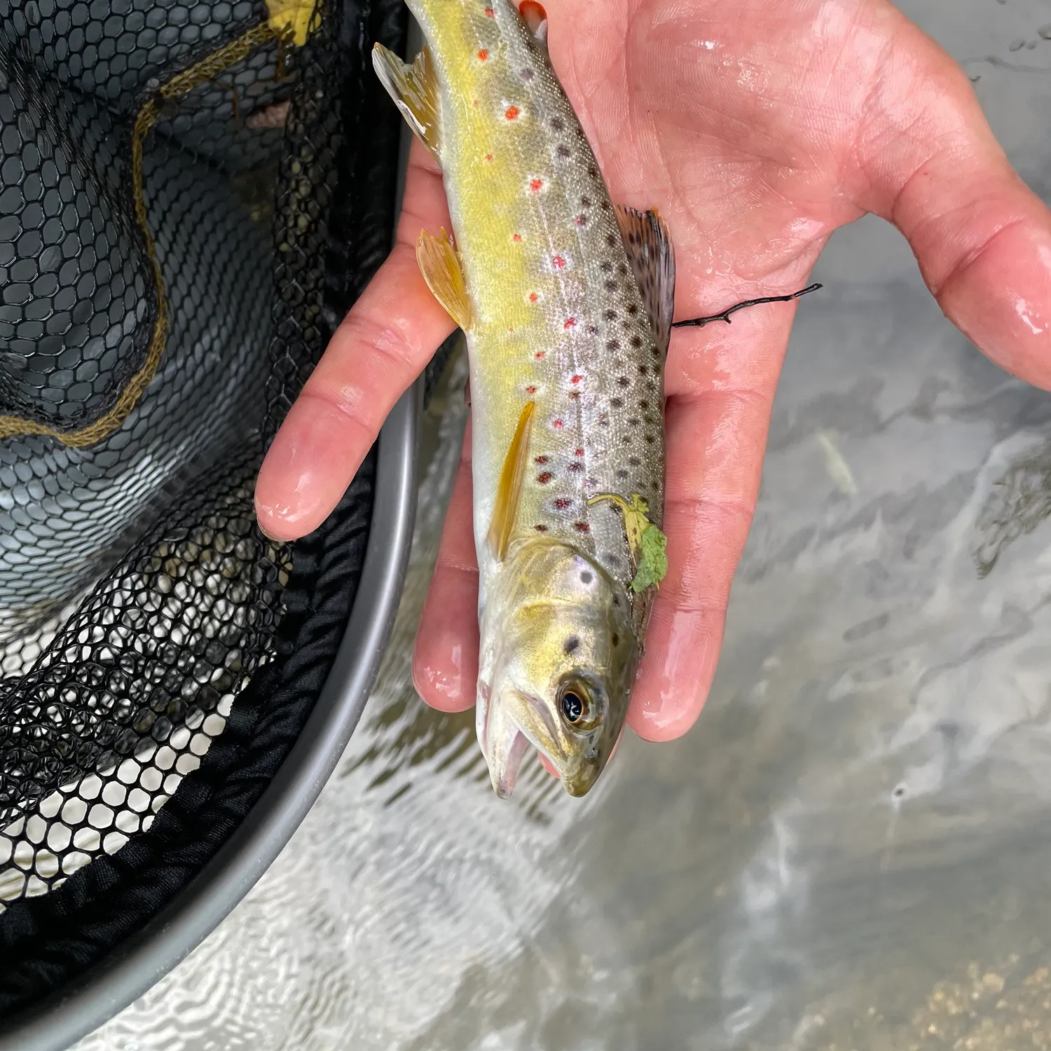 Brown trout caught on Fishbrain