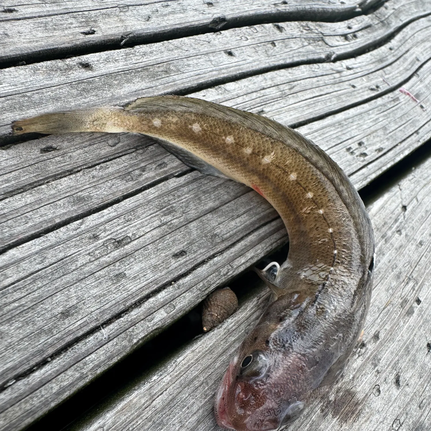 The most recent Spotted hake catches on Fishbrain