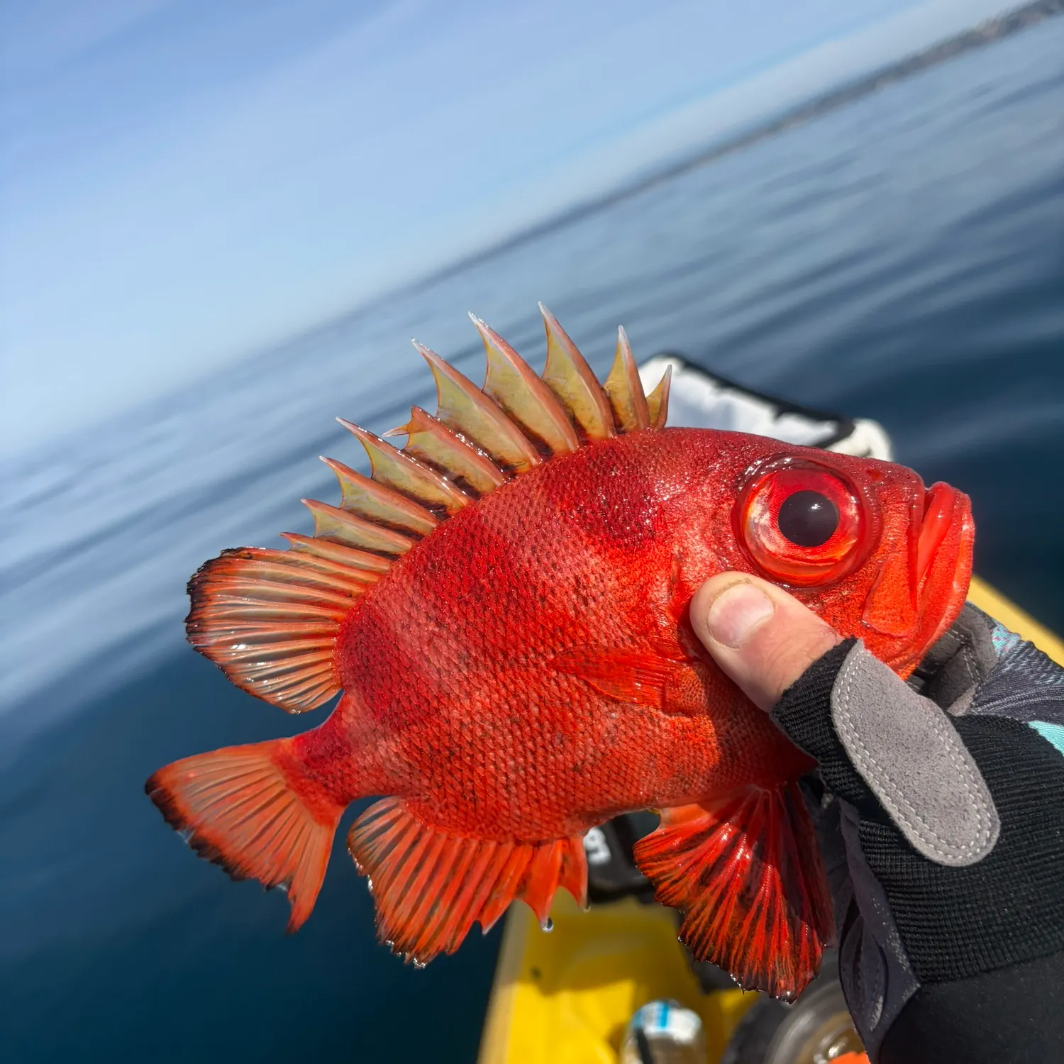 The most recent Atlantic bigeye catches on Fishbrain