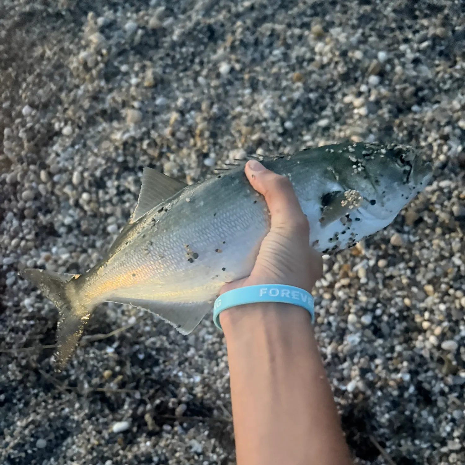 Fish caught on Fishbrain