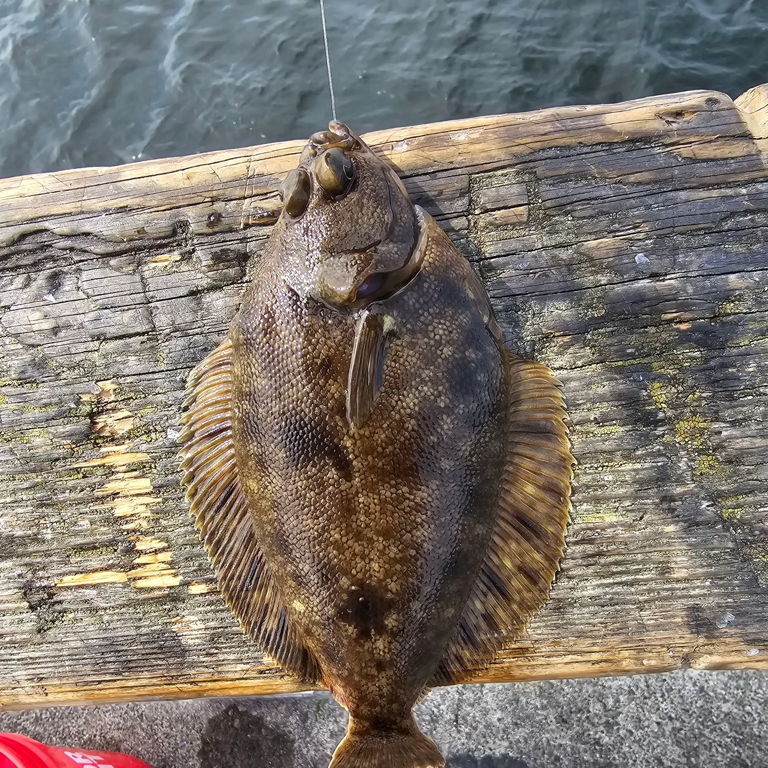 Starry flounder caught on Fishbrain