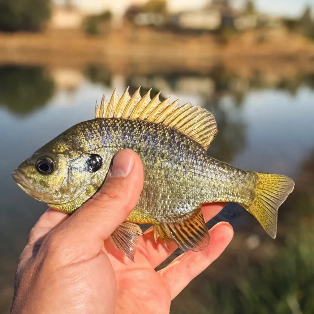 Bluegill caught on Fishbrain
