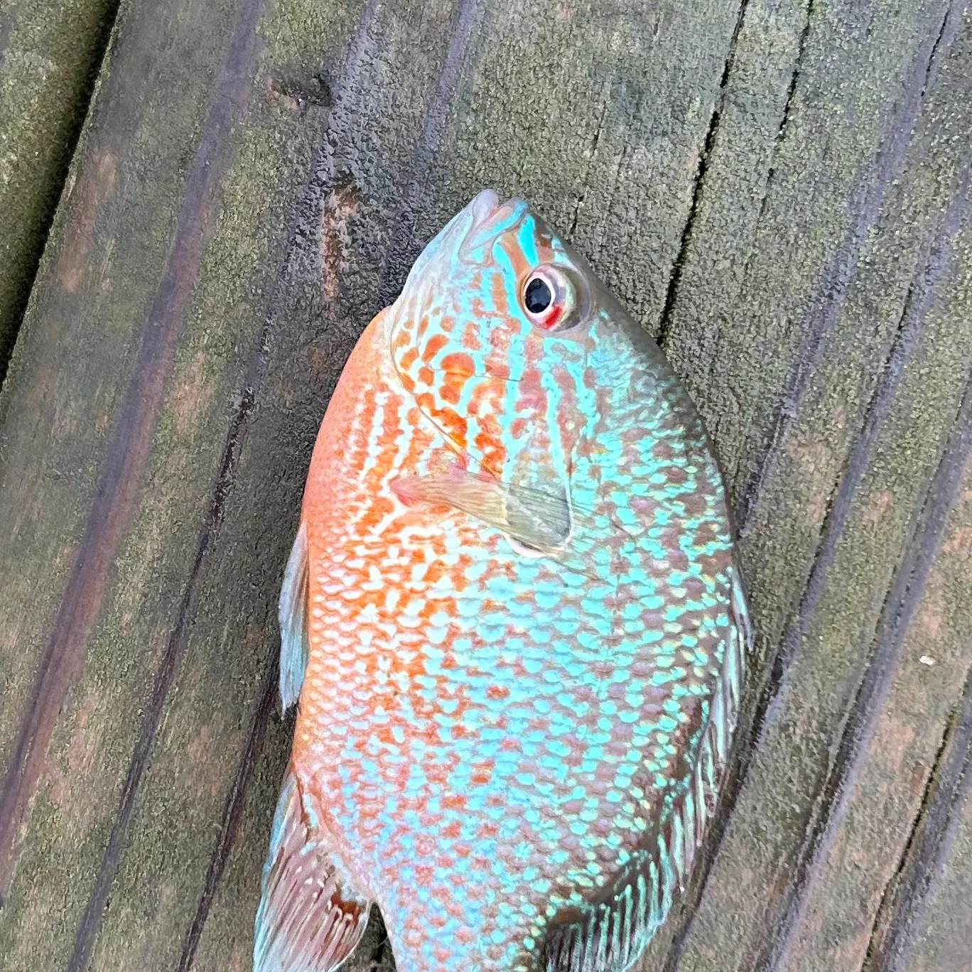 The most recent Swampland longear sunfish catches on Fishbrain
