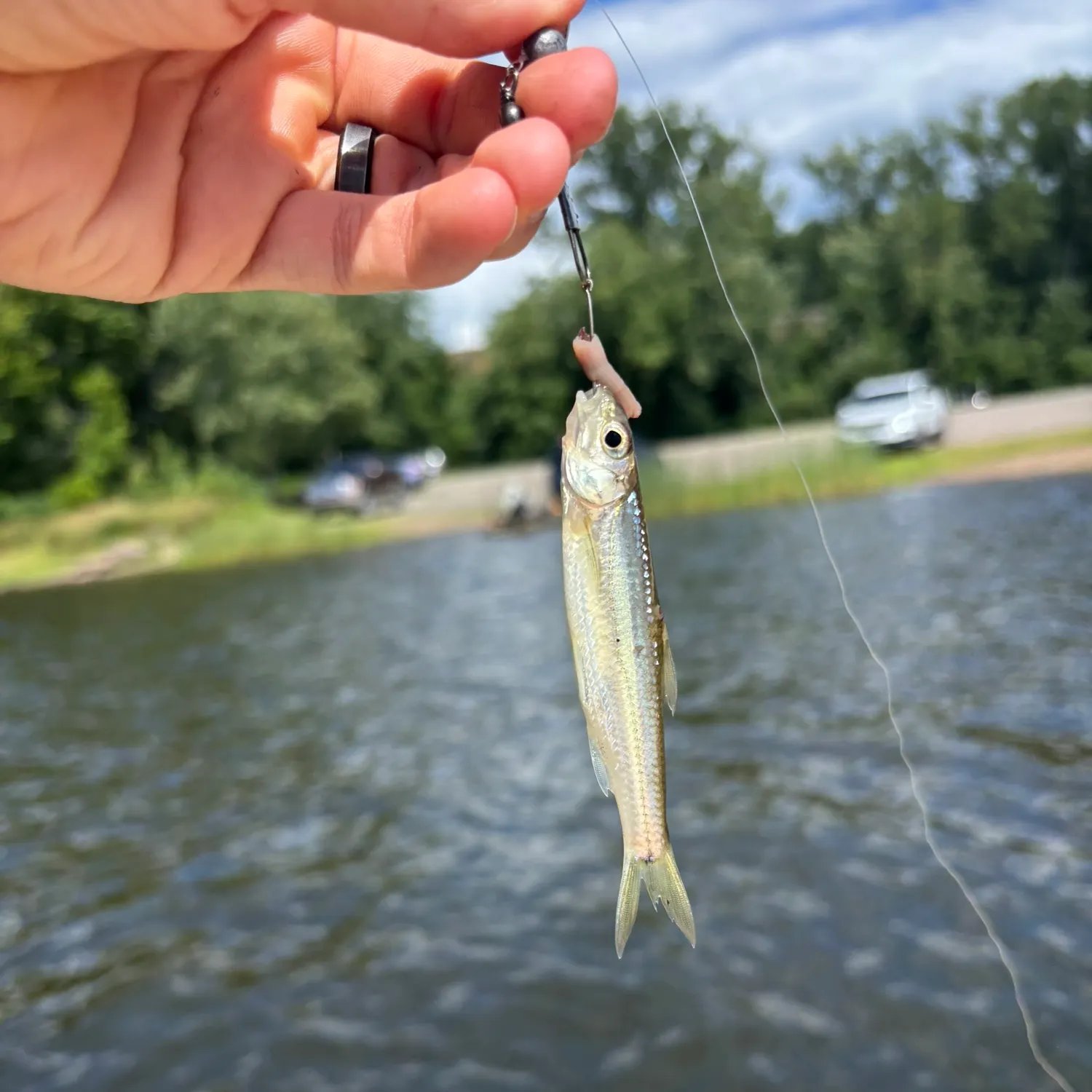 The most recent Spottail shiner catches on Fishbrain