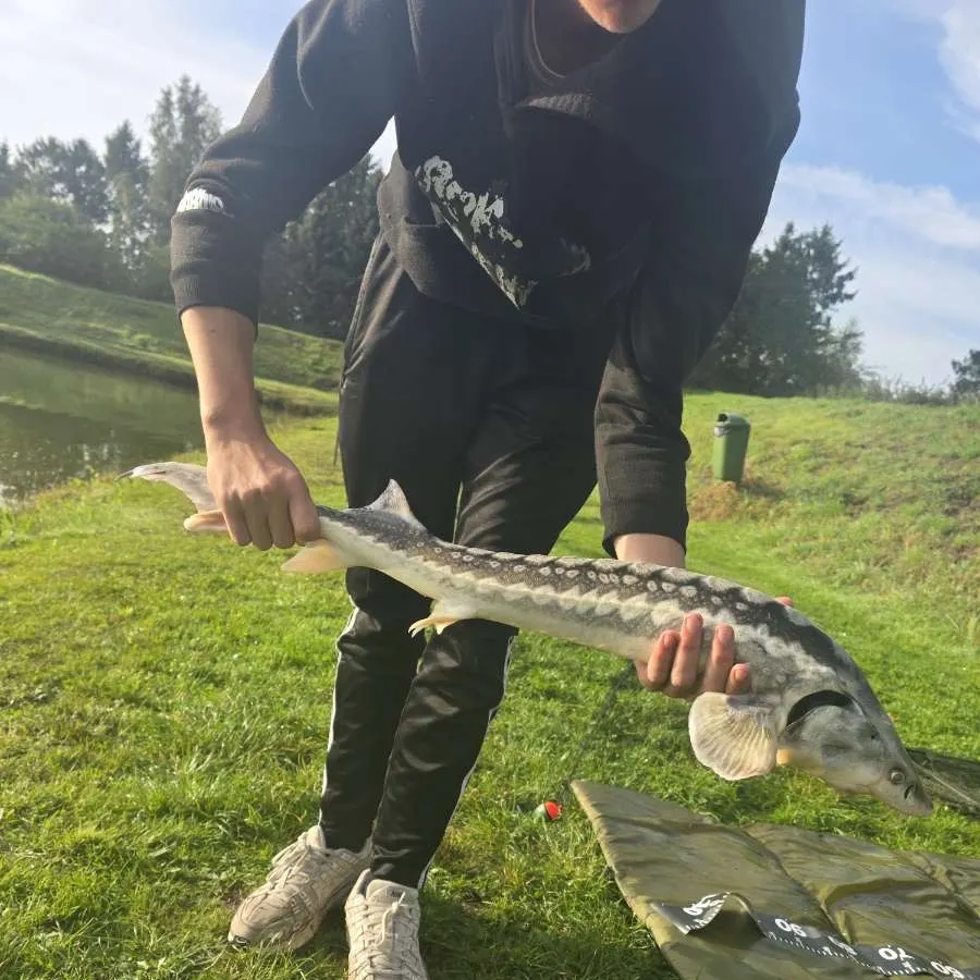 The most recent Russian sturgeon catches on Fishbrain