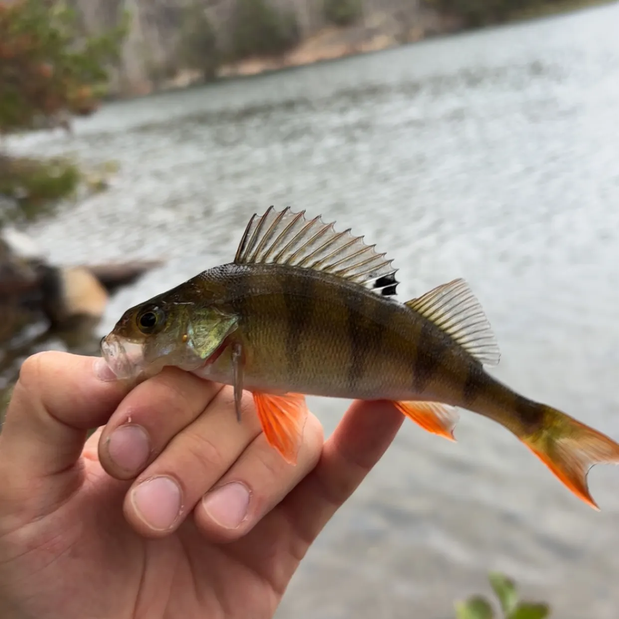 European perch caught on Fishbrain