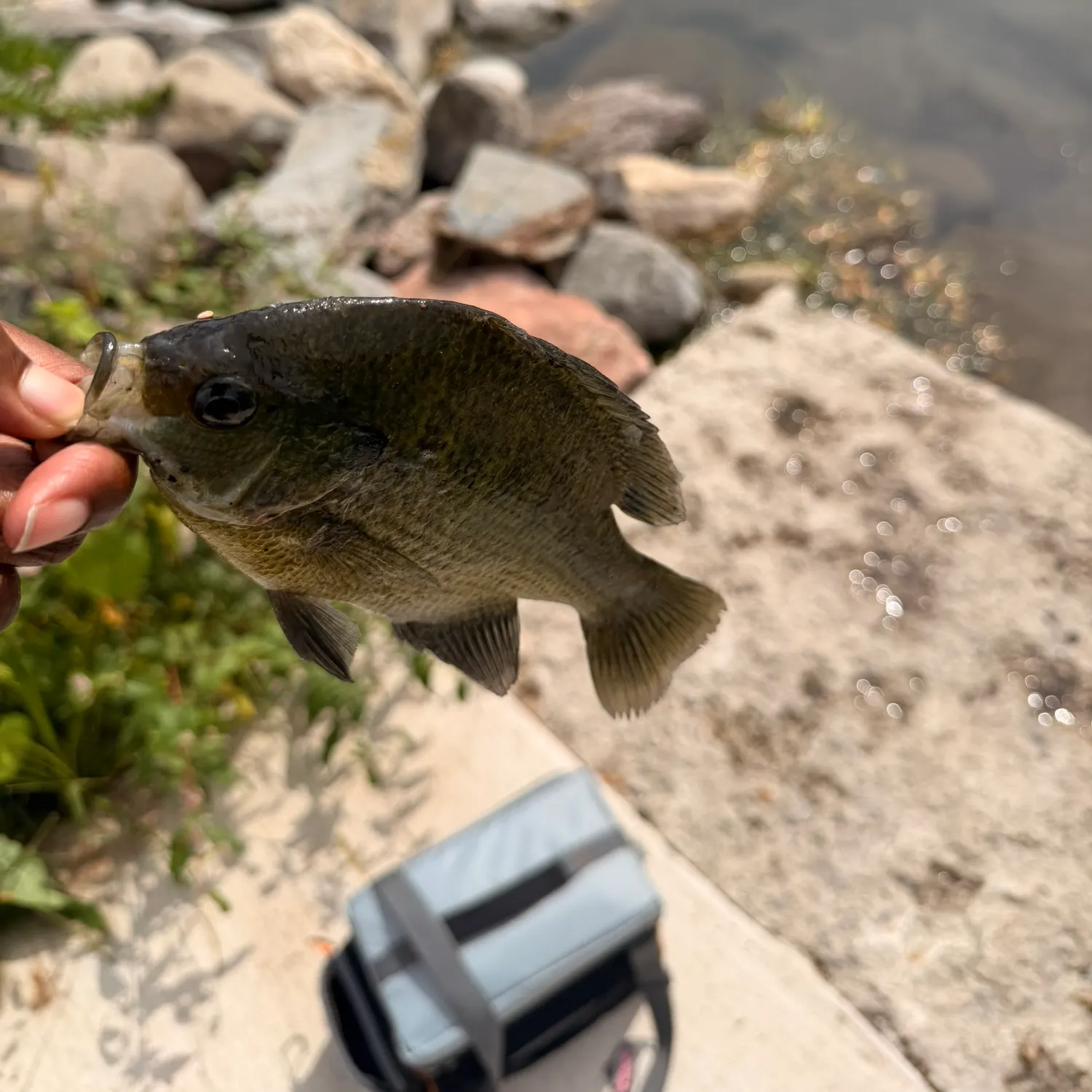 Bluegill caught on Fishbrain