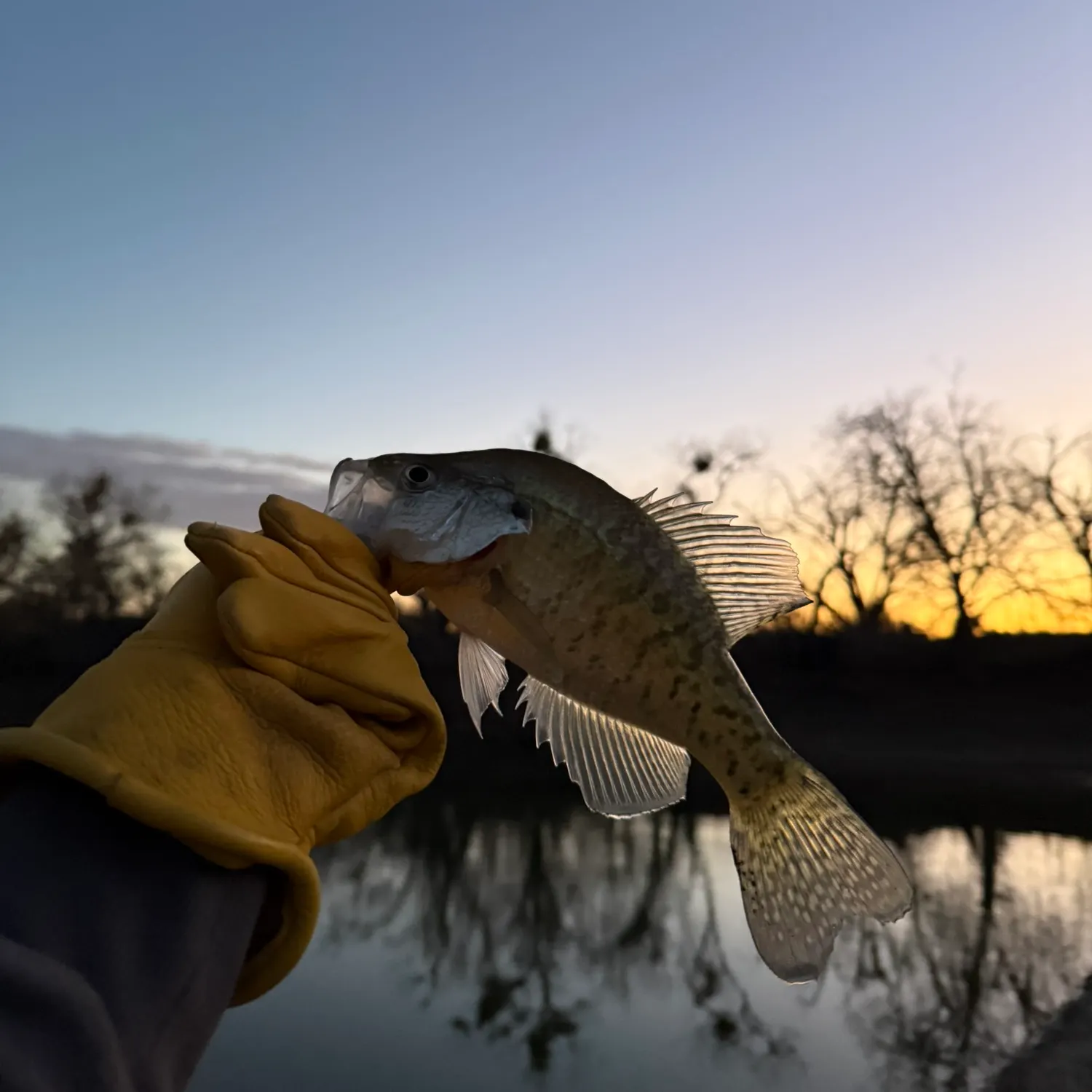The most recent White crappie catches on Fishbrain