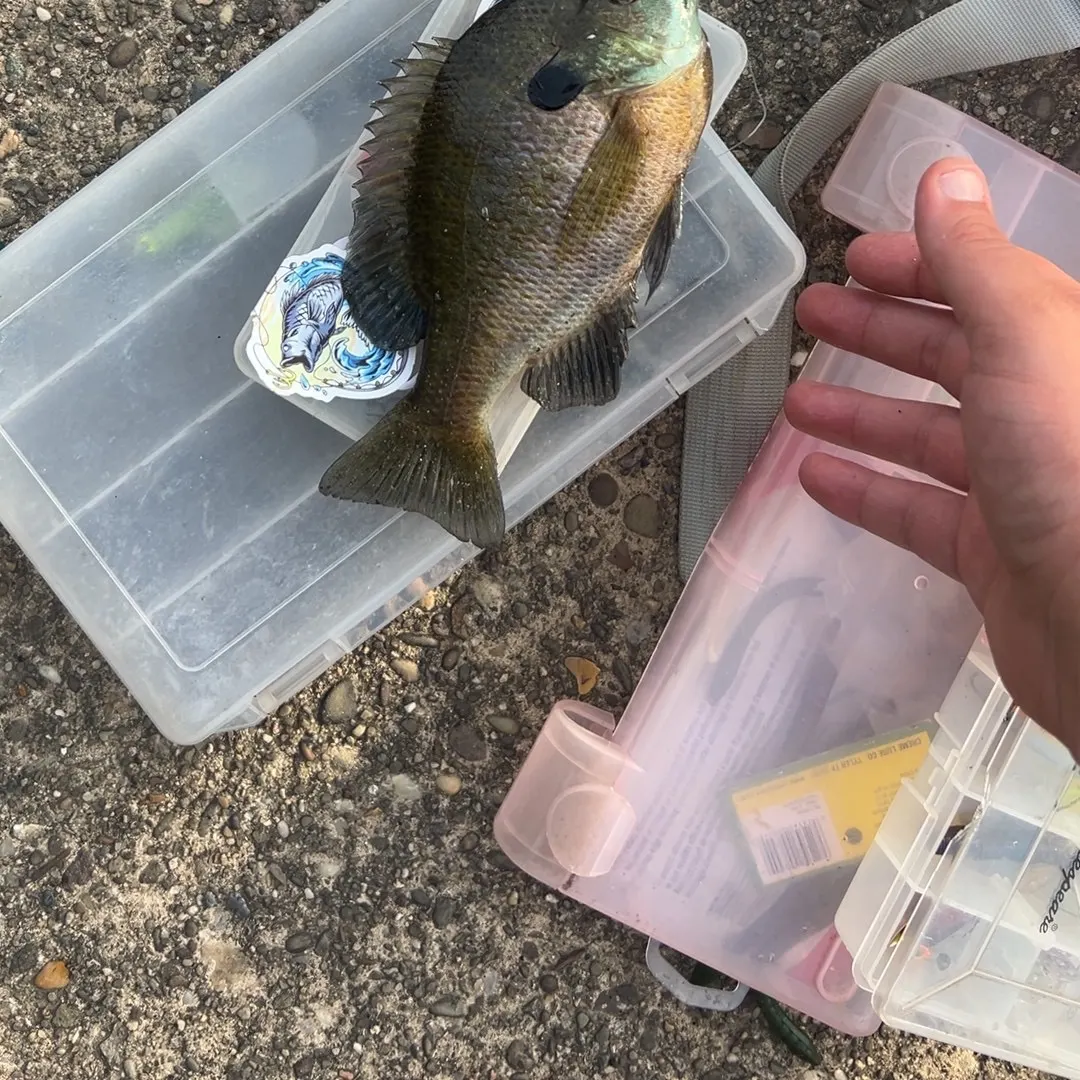 Bluegill caught on Fishbrain