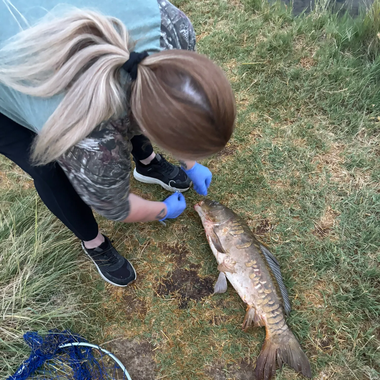Mirror carp caught on Fishbrain