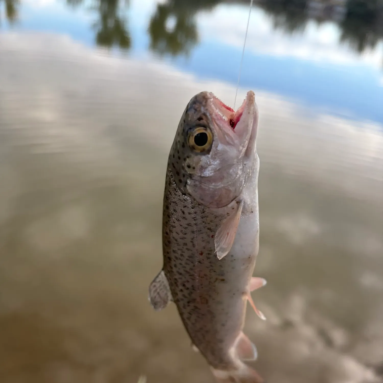 Rainbow trout caught on Fishbrain